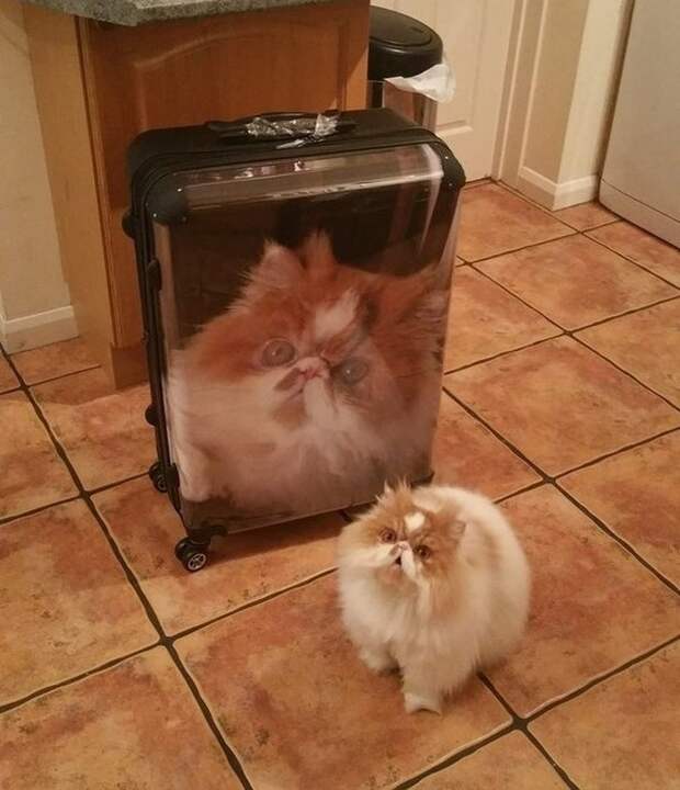 Похоже, этому коту сообщили, что в отпуск едет не он, а только его фотография на чемодане животные, картинки, коты