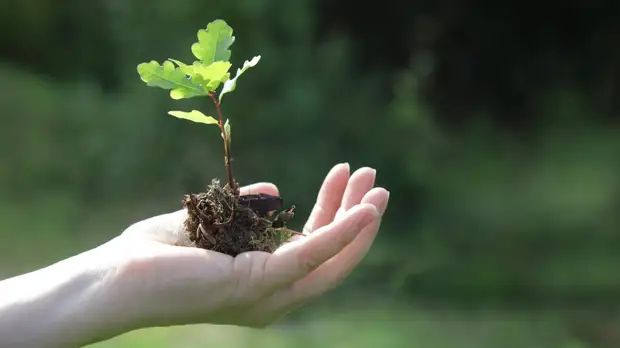 Миллионное дерево в рамках акции «Сад памяти» посадили в Северной Осетии