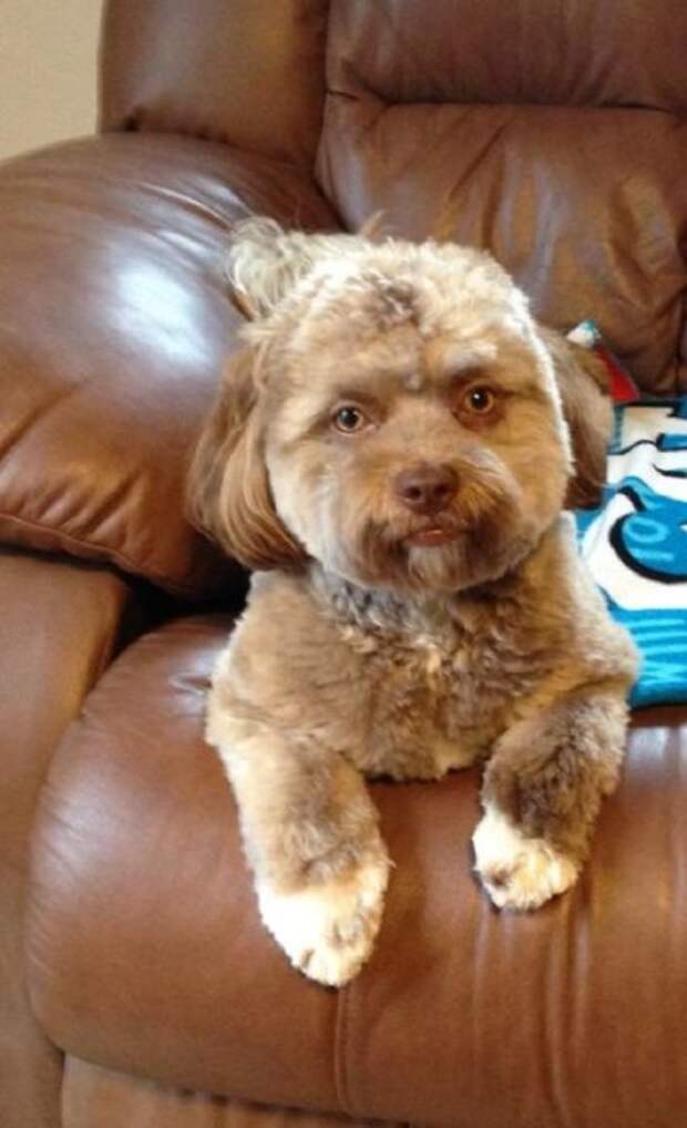 Йоги – собака с человеческим лицом, фото которой наделали шума в Сети