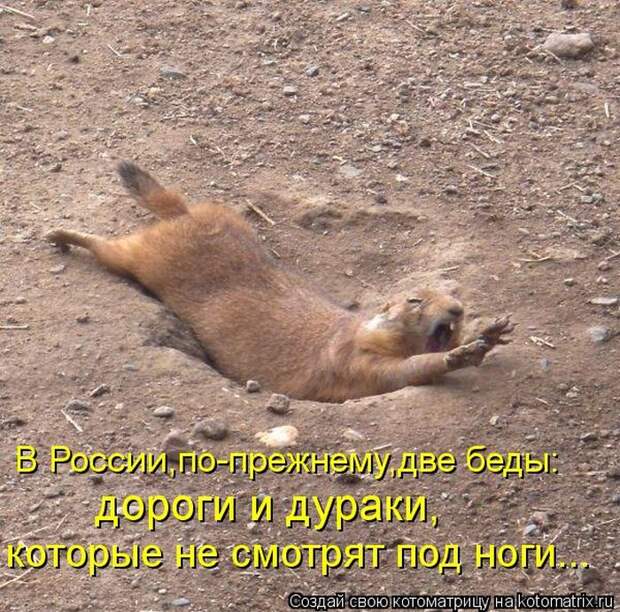 Лучшие котоматрицы недели (50 фото)