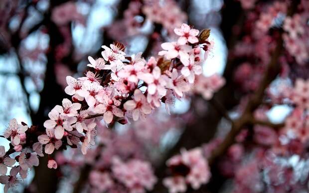 Cherry Blossom