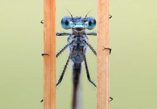 insects25 insects25 Портреты насекомых