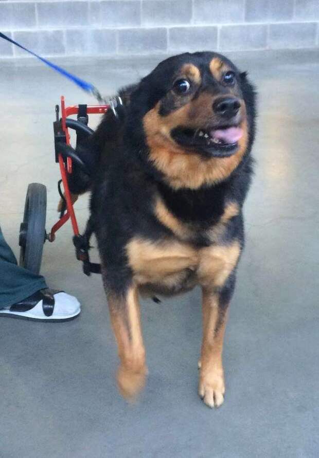 пес на инвалидной коляске
