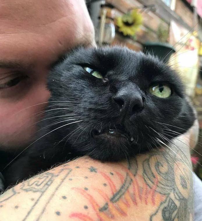 Котейки, которые терпеть не могут эти ваши поцелуйчики