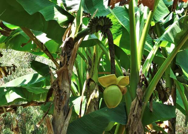 В Хабаровском крае приступили к выращиванию бананов