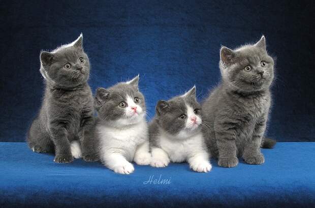 самые дорогие кошки в мире: Британская короткошерстная порода. фото