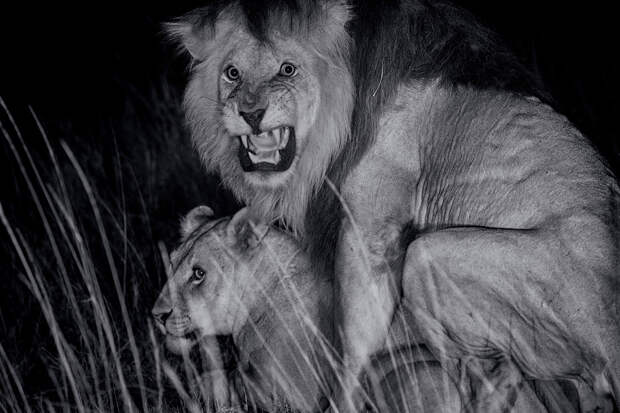 Жизнь львов в Национальном парке Серенгети