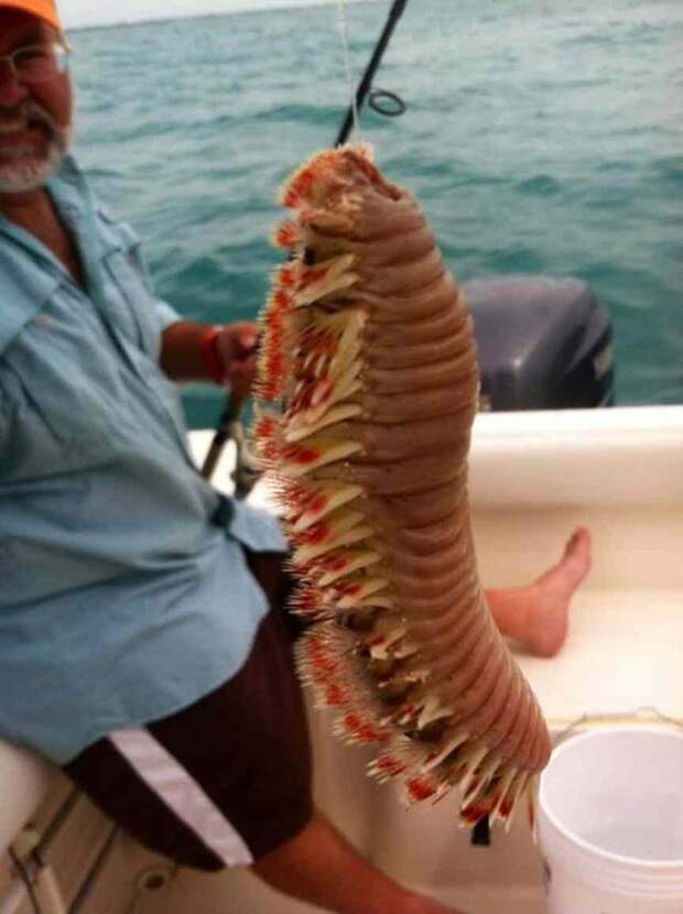 Самые устрашающие твари из морских пучин