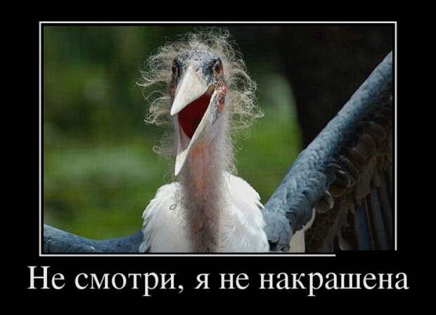 Демотиваторы (30 фото)