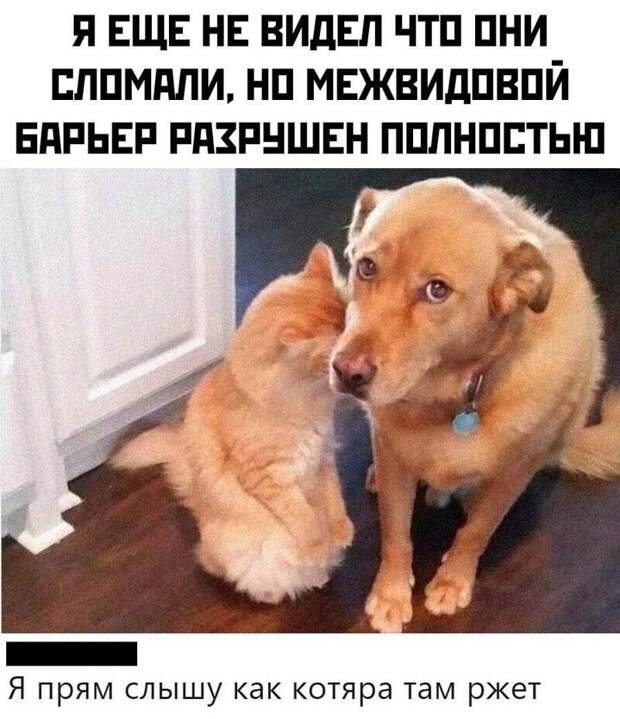 Хитрюги Хитрюги