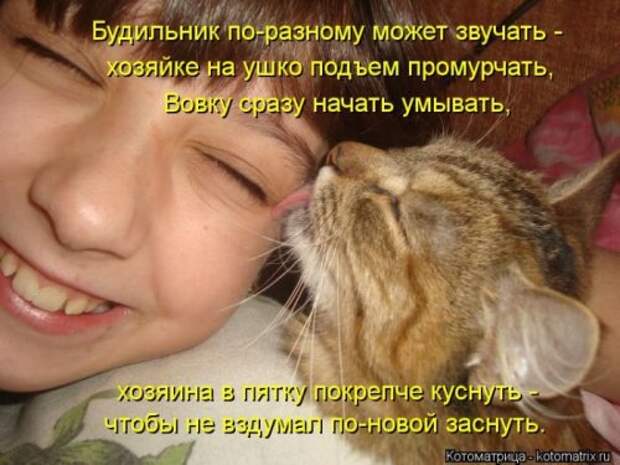 Лучшие котоматрицы за неделю (36 шт)