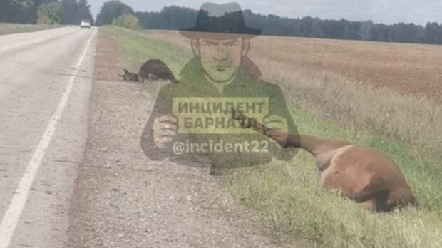 Лошади лежат на обочине у села Буканского и разлагаются / Фото: 