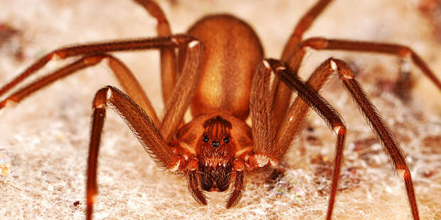 the-brown-recluse-spider-ppcorn