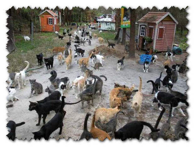Приют для кошек на ранчо Кабудл