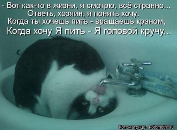 Веселая котоматрица