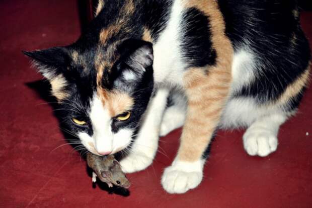 mouse
