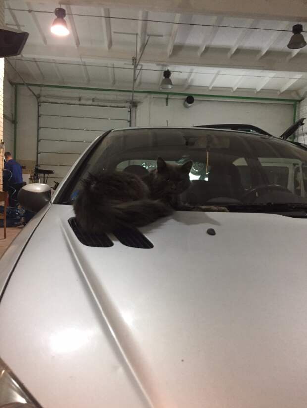 Кот который живет в СТО Кот любитель автомобилей, авто кот, кличка кота мотюль