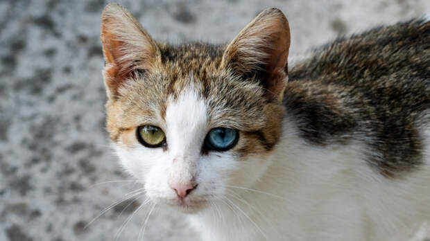 Обязательно ли стерилизовать домашнюю кошку — отвечает ветеринар
