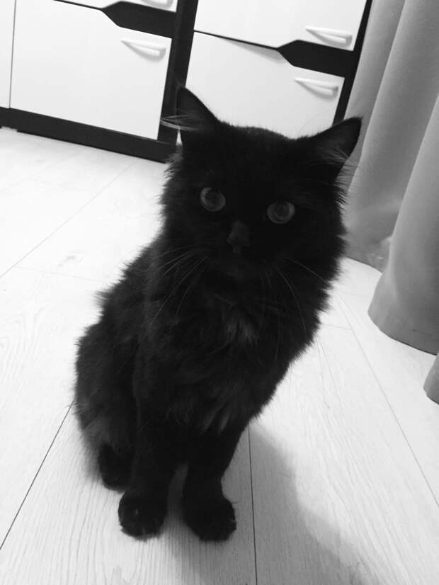 чёрный кот