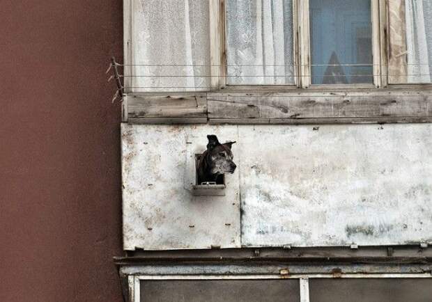 Окно для собаки