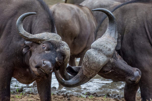 Африканские буйволы. (Martijn Barendse)