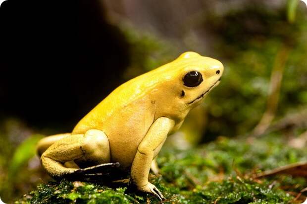 Ужасный листолаз (лат. Phyllobates terribilis)