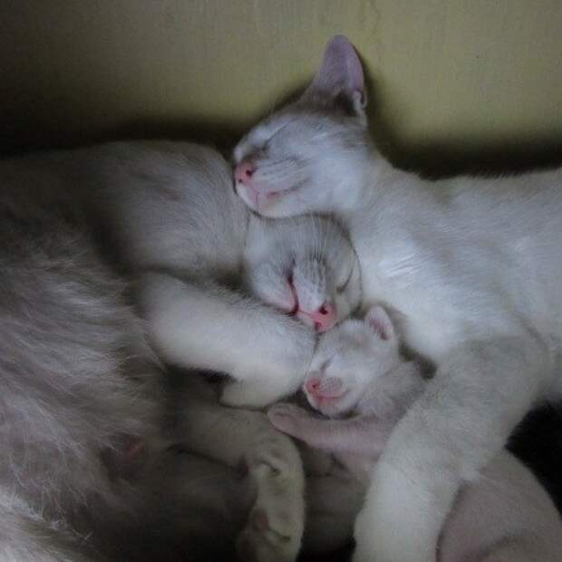 кошки делают мир лучше