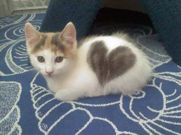 Котёнок с сердечком