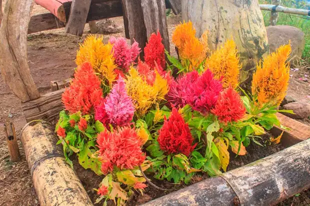 Комнатное растение Целозия (Celosia)