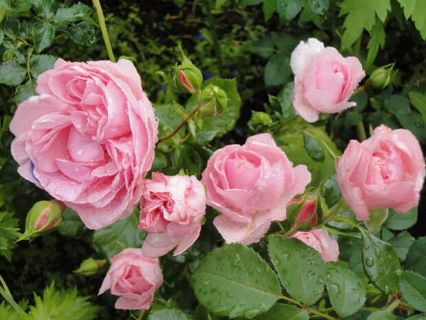 Восхитительные розы. Фото автора