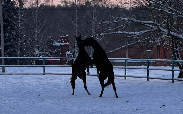 В Старожиловском заводе появился на свет первый в году жеребёнок