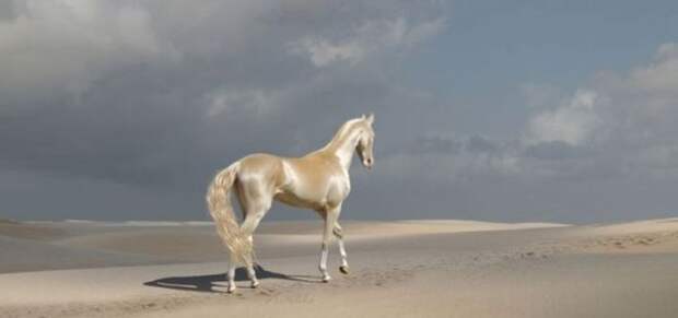 Встречайте самую редкую и красивую лошадь в мире!