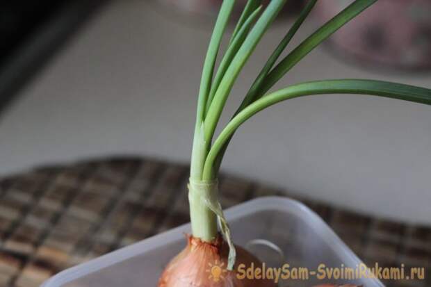 Как вырастить зеленый лук и чеснок на подоконнике