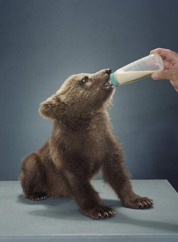 Ми-ми-мишки