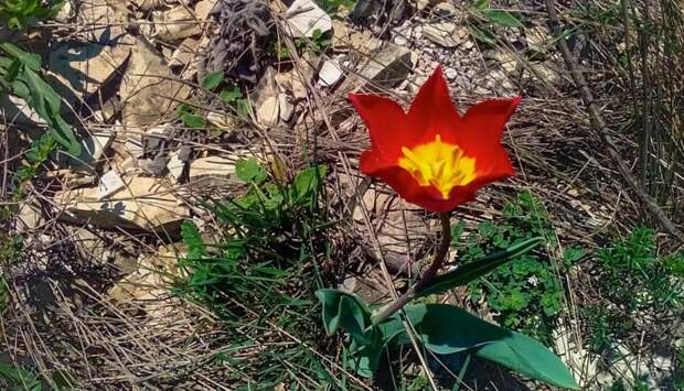 Краснокнижные цветы под охраной: на Кубани стартовала операция против «охотников» за первоцветами