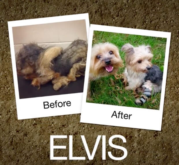 Elvis-e1470664523702