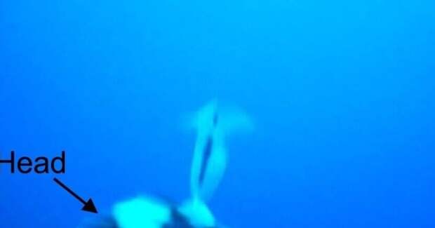 Видеокамеры зафиксировали: пингвины Адели охотятся на крылоногих моллюсков