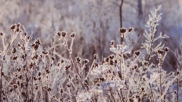 Метеоролог Вильфанд опроверг информацию о резком похолодании в ЦФО