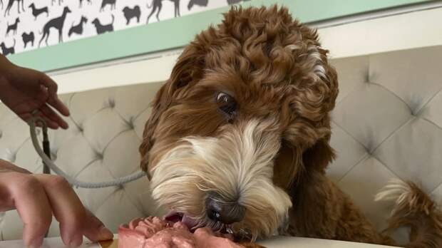 Кинолог Голубев назвал оптимальный для собаки рацион натурального питания