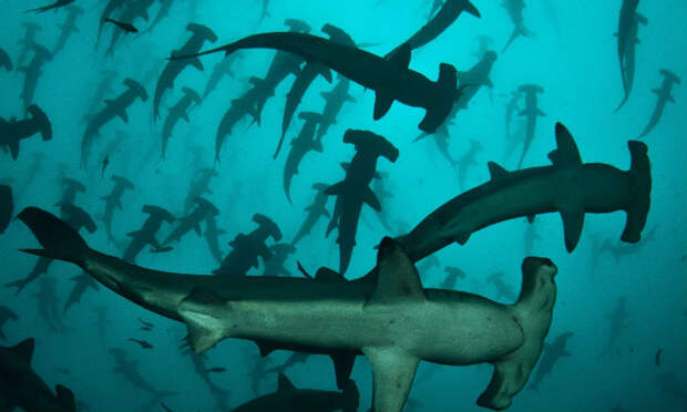 Акулы окружили необитаемый остров и не подпускают кладоискателей к сокровищам
