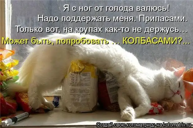 Лучшие котоматрицы