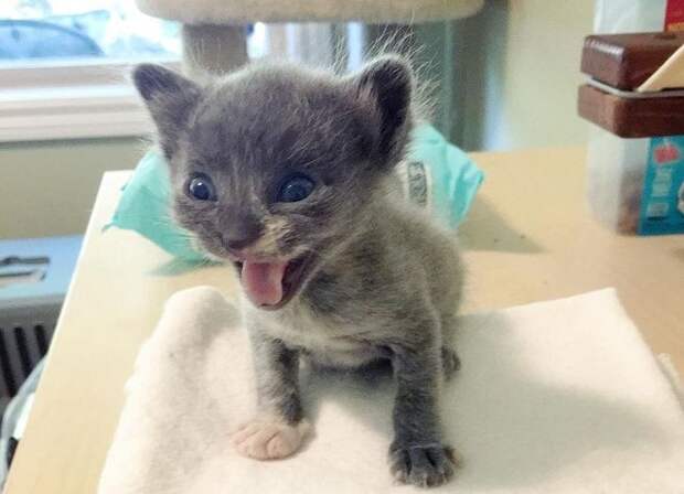 Котенок на салфетке Котенок мяукает