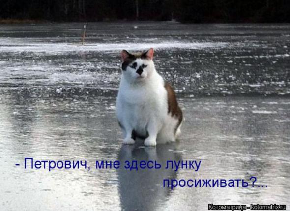Котоматрицы (картинки с надписями)