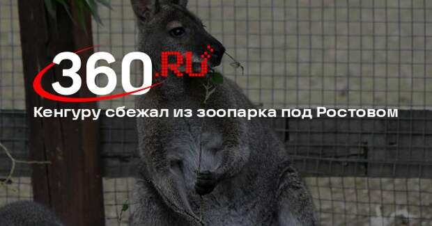 Кенгуру перепрыгнул забор и сбежал из зоопарка в Ростовской области