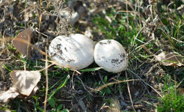 В Московском регионе появились первые грибы