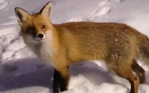 В Пронске местный охотник помог хромому лисёнку