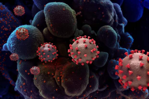 «Нужно тщательно отслеживать»: уханьские ученые заявили о новом коронавирусе