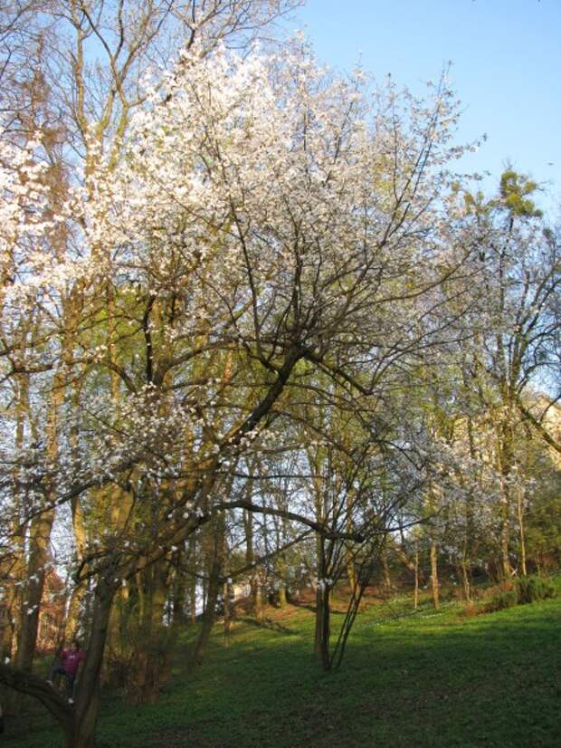 Такая разная весна