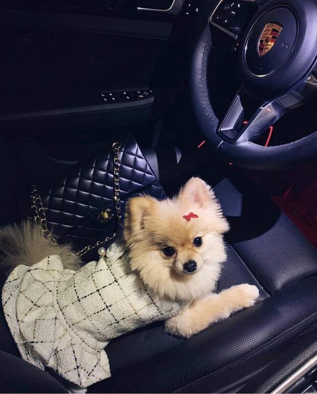 Rich Dogs Of Instagram: о жизни состоятельных собак