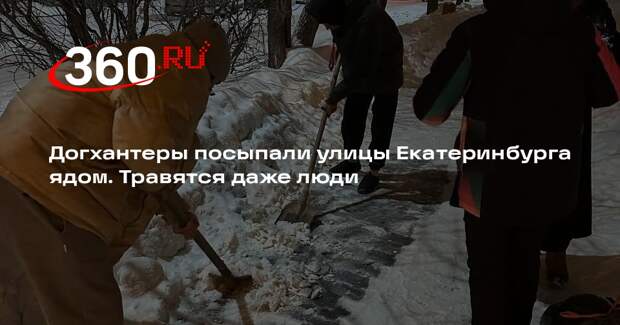 Волонтеры отравились ядом для собак во время уборки улиц в Екатеринбурге